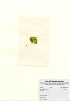 藏品(牡丹菜)的圖片